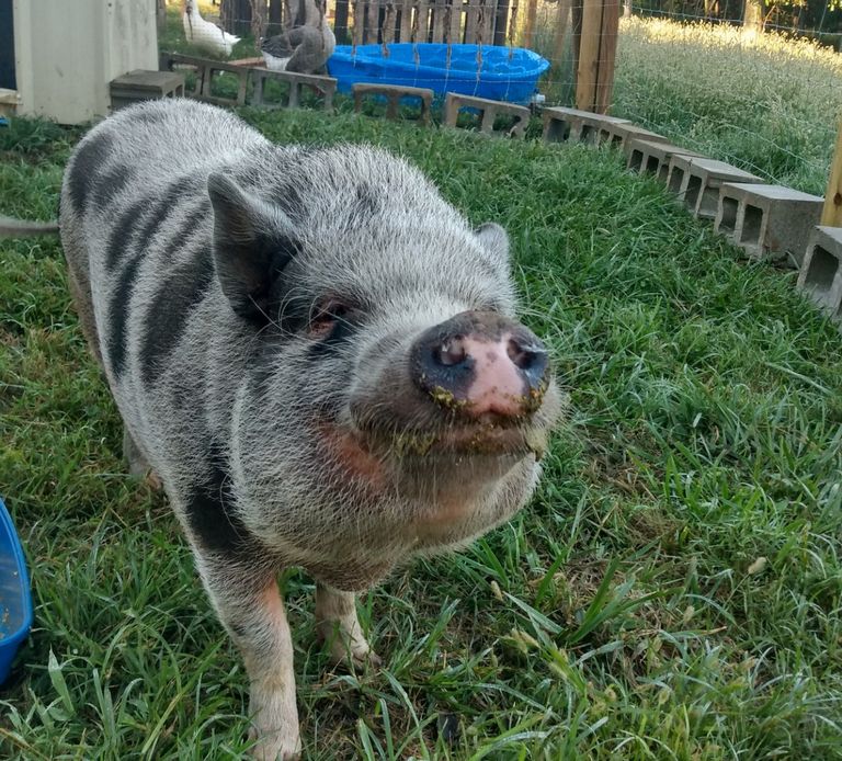 Meet Porky! He loves eating tomatoes, celery & apples.
